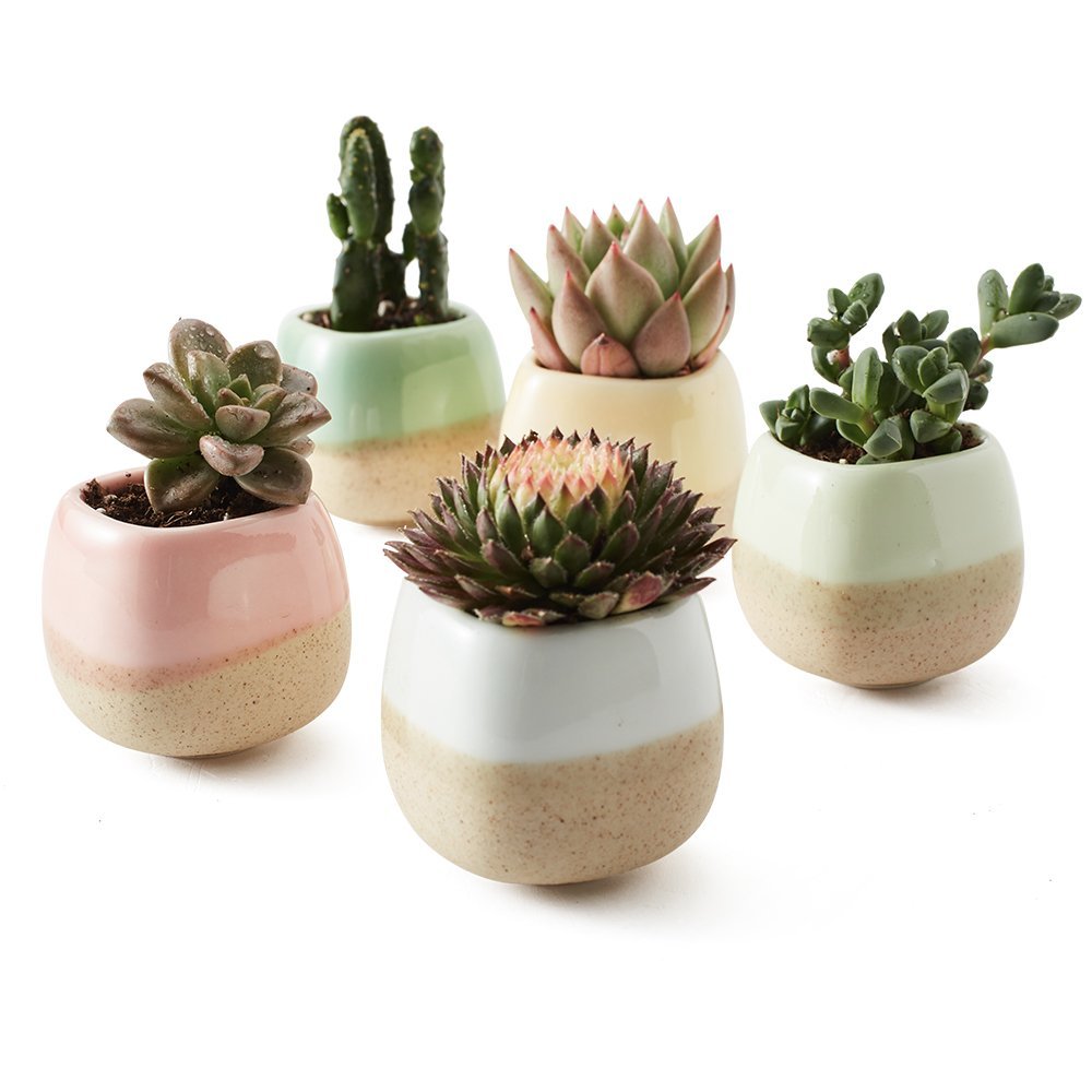 Mini ceramic Flower Pot - pack of 5